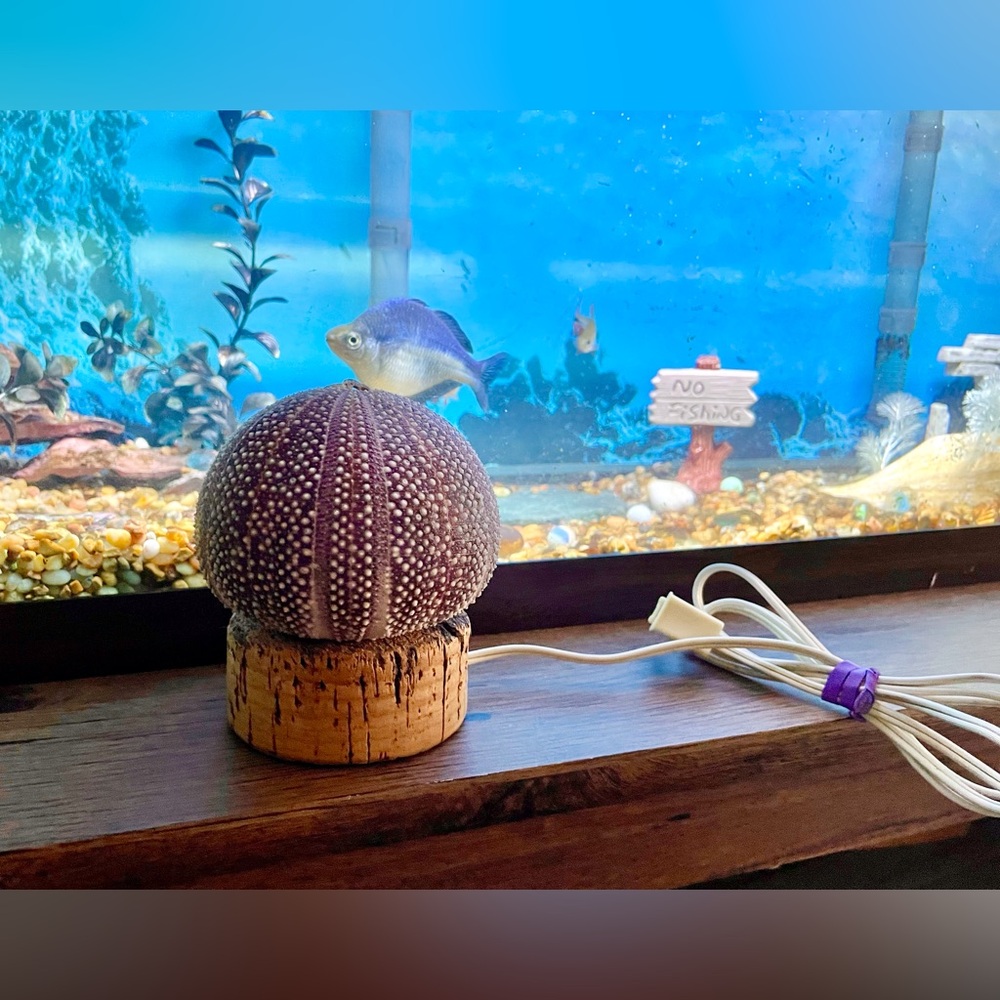 Unique Seashell Light Table Mantle Shelf Lamp Beachy Nightlight Ocean Shell - Picture 2 of 13